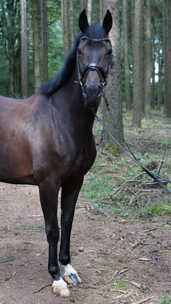 fotografin_tiere_tierfotografie_ennepetal_und_umgebung