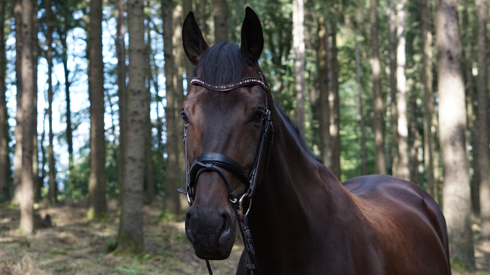 fotografin_pferde_portraits