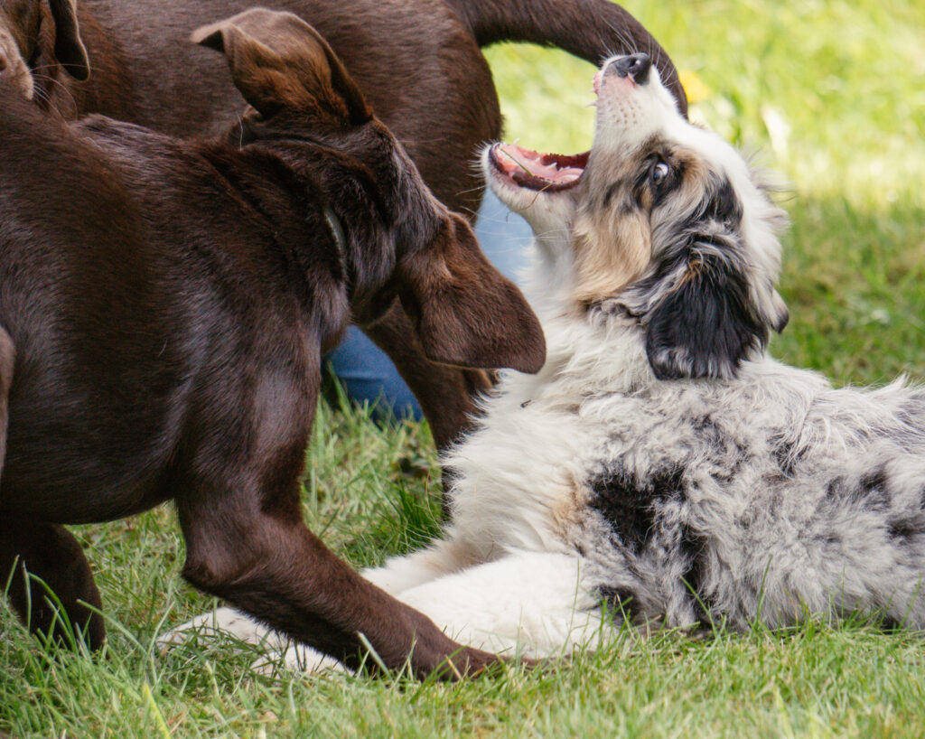 tierfotografin_ennepetal